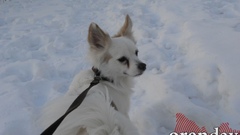Где в Оренбурге расположены площадки для выгула собак