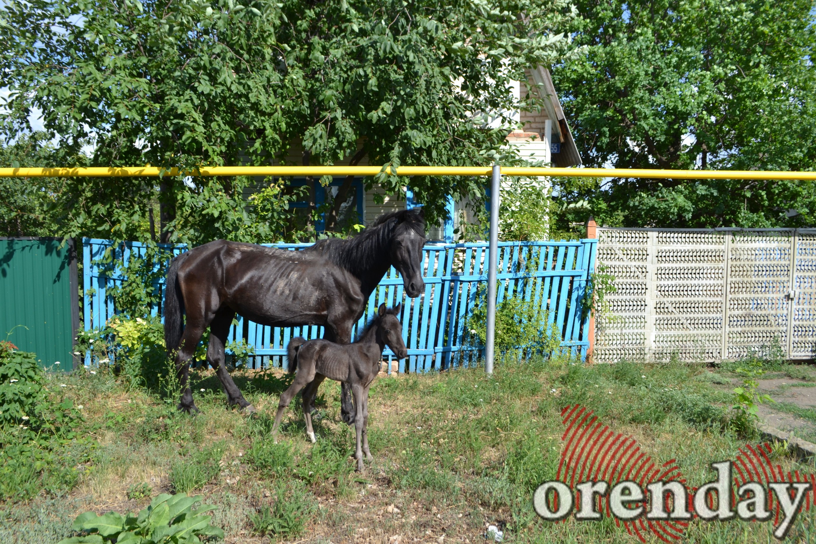 В Соль-Илецком округе недосмотревший за лошадьми пастух заплатит 160 000 рублей за уничтожение озимых