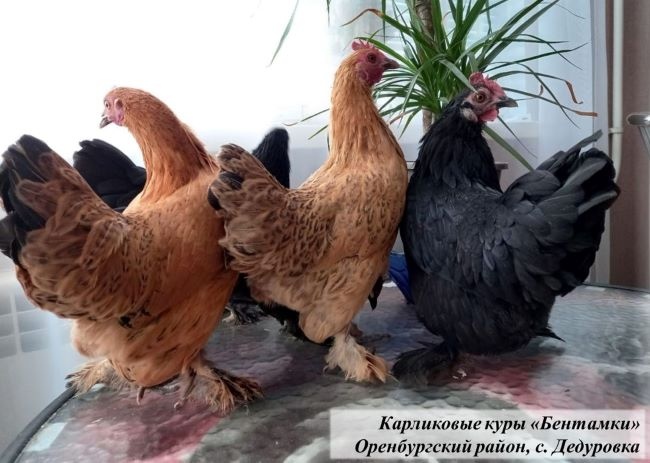 Купить кур в оренбурге. Породистые куры в Оренбуржье. Курицы Оренбурга.