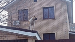В Оренбурге обнаружены собаки Карлсоны