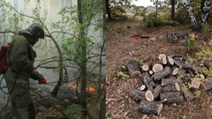 Какой ущерб лесному фонду Оренбургской области в 2023 году нанесли пожары и «черные лесорубы»