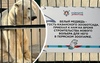 Зоозащитников беспокоят условия содержания белого медведя из Перми в Казани 